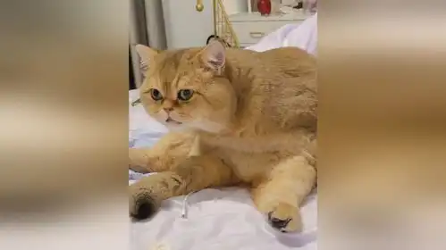 我家猫的表情咋比地震了都害怕呢我放的没有很大声吧