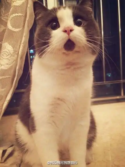猫因为嘴下有一块黑色的毛显得表情很吃惊,被称为omg猫