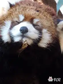 有助于睡眠的小熊猫牌表情包新鲜出炉啦