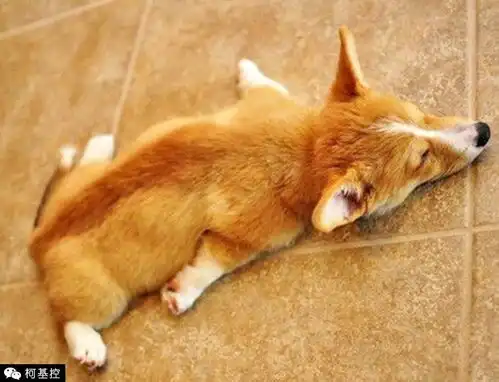 柯基犬实力演绎懒癌晚期