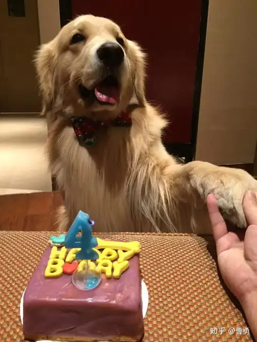 狗狗咧嘴真的是在笑吗