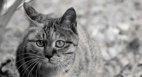 土耳其流浪猫自知难产,自行到人类医院求救,母爱的力量