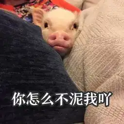 猪猪表情包合集