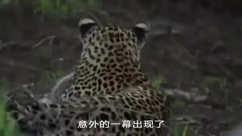 蜜獾冲向花豹救幼崽,花豹认怂逃离,但蜜獾也有栽跟头的时候