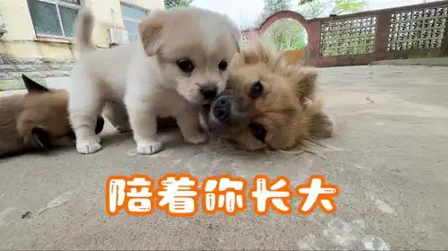 土狗二姨陪伴着小奶狗长大,太治愈啦