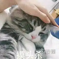 摸头杀是什么意思摸头杀表情包