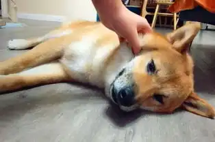 柴犬挑食不吃饭,主人拿出玩具狗暴捶,柴犬接下来的表情亮了