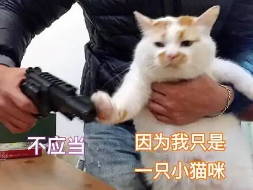 偷偷告诉你,这些东西是猫咪的克星,会让它很害怕