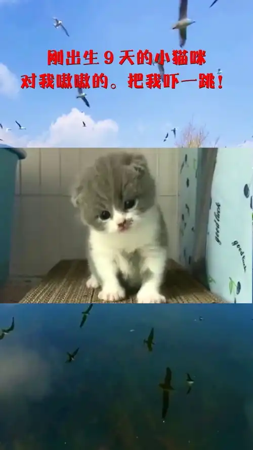 刚出生9天的小猫咪,对我嗷嗷的把我吓一跳