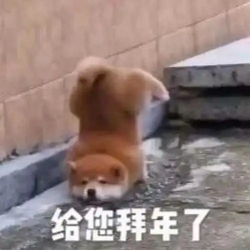 skt全员下跪拜年,网友我的马鸭,这可受不住啊