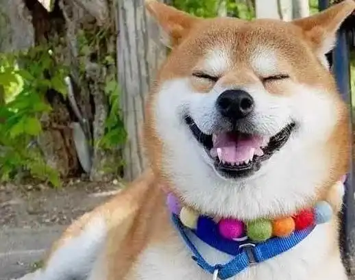 爱笑的狗狗运气不会差柴犬每天都咧嘴笑,最后连宠主都受了影响