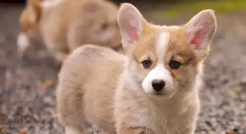 串串狗比不上纯种的这四个优势,完全碾压纯种犬