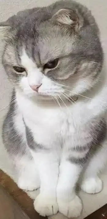 猫做错事被主人训了几句后,看这表情虽然看起来像快哭了,其实...