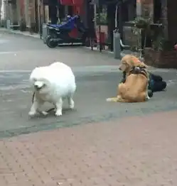 主人突然晕倒在路边金毛萨摩的反应太有爱了