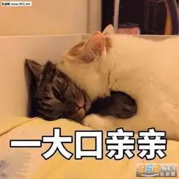 楼楼猫表情包大全网红猫楼楼gif静态图大全下载高清无水印乐游网手机下载站