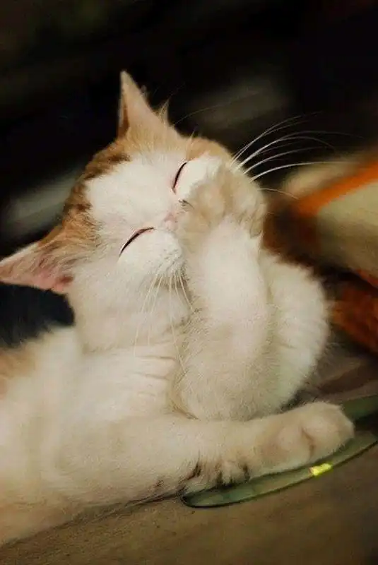 一只小猫爪子捂着嘴笑的图片求高清大图本人只有小图很模糊