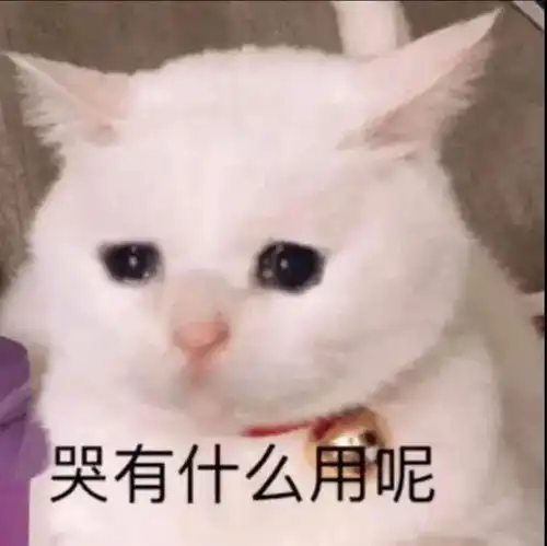 猫咪哭的样子,好像大明湖畔的夏雨荷第83期喵表情