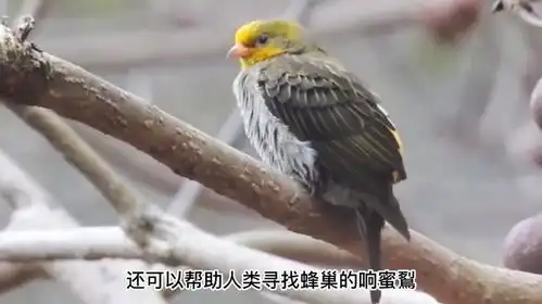 会找蜂蜜还是蜜獾帮手,响蜜鴷外表小巧可爱,却是天生的杀手