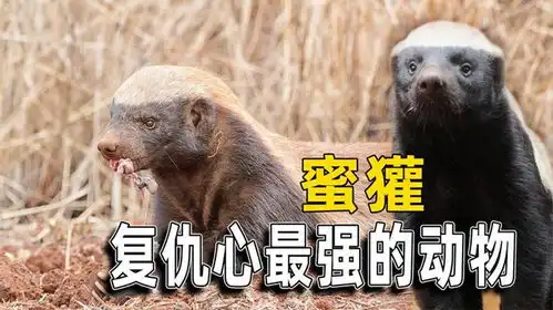 号称平头哥的蜜獾,动物界中的捣蛋鬼,复仇心到底有多重