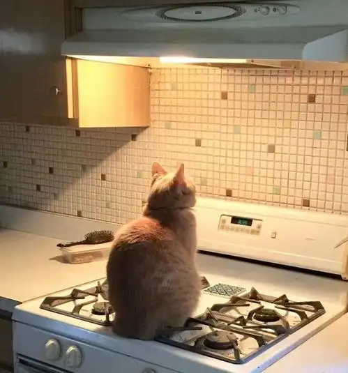 萌宠表情包小猫咪已经饥不择食