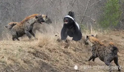 蜜獾与鬣狗都擅长偷袭下三路,当二哥与平头哥单挑谁赢