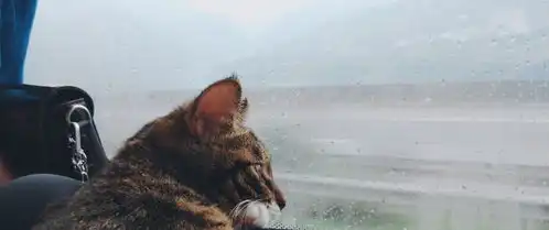 从四川到深圳,这只狸花猫一路都是好奇的表情,让人忍不住想笑