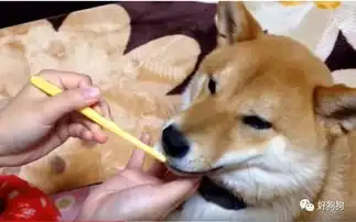 给狗狗刷了一次牙,这货竟然3天没理我还朝我翻白眼是什么鬼