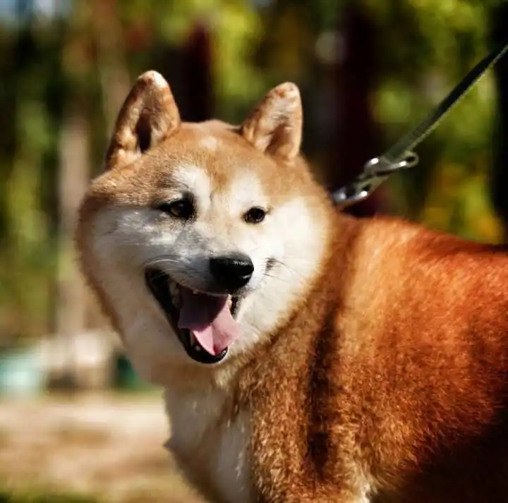 网红柴犬登登再引热议,16余万元的竞拍价是炒作吗狗狗目前状态如何