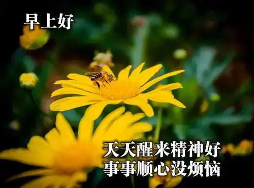 5张最新清新简约早上好图片带字祝福语免打字朋友圈早安问候祝福图片带字温馨