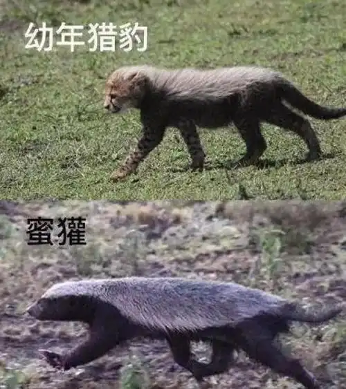 今日全宇宙最涨姿势的十张图