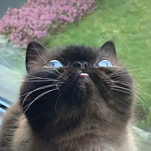 这只猫咪天生舌头超抢镜,在网上走红粉丝笑翻它是略略略之王