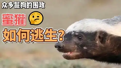 面对众多鬣狗的围攻,蜜獾能逃掉吗