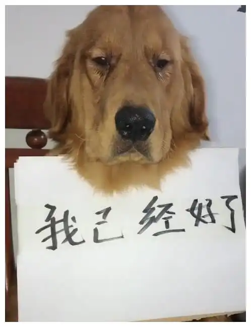 金毛狗变成网红,粉丝取关一个,哭着求粉丝回来