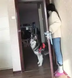 女孩就藏在门后,可阿拉斯加犬怎么也找不着,真是被它的智商蠢哭