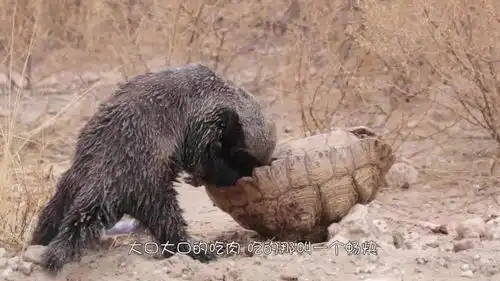 蜜獾实在太厉害,吃乌龟就像吃西瓜一样简单