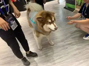 我不明白,展会现场为什么总有人要我抽他...