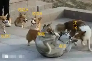 比微信还火,快播也得叫大哥的神器,如今老板都被抓了
