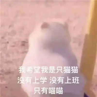 既沙雕又可爱的搞怪聊天表情包现在又两只单身狗在对视