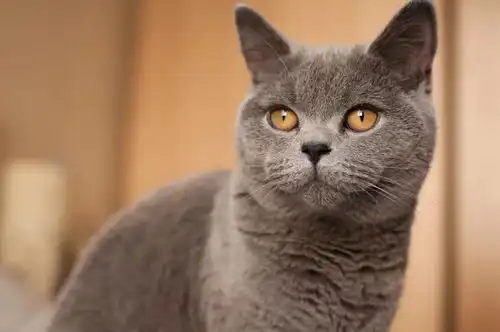 如何区分不同品种的猫