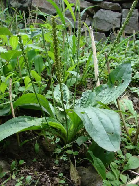 闽南话叫五斤草是什么草药