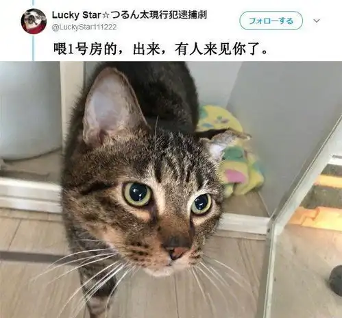 猫咪偷吃炸鸡被抓包,主人将其关禁闭,满脸不屑的表情太无法无天
