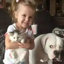 狗狗看到小主人抱着小猫咪,之后它的表情好伤心....