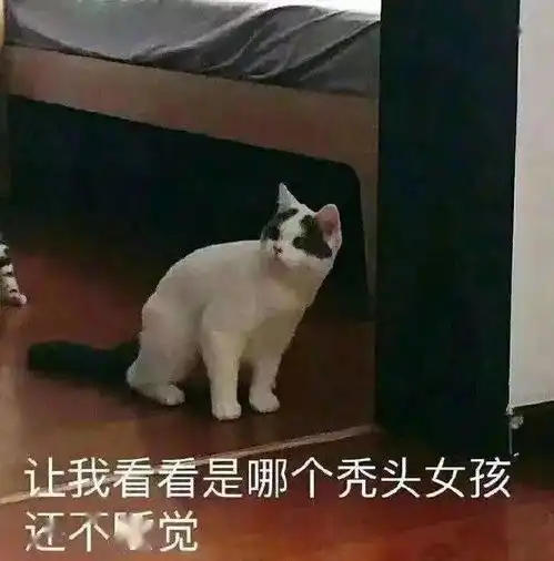 每日沙雕表情包