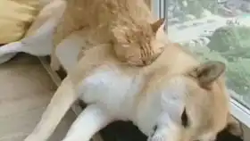欢乐谷万圣节