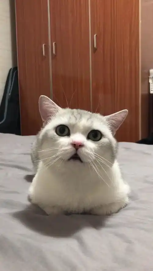 猫咪,你看到了什么露出这表情