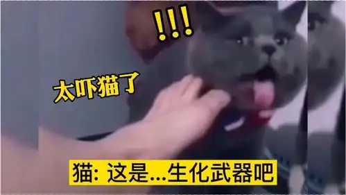 搞笑配音瞧猫咪这表情,这主人的脚怕是有个半年没洗了吧