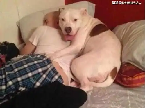 狗狗趁主人睡着后,偷偷伸出爪子摸屁股,摸完后还露出这个表情