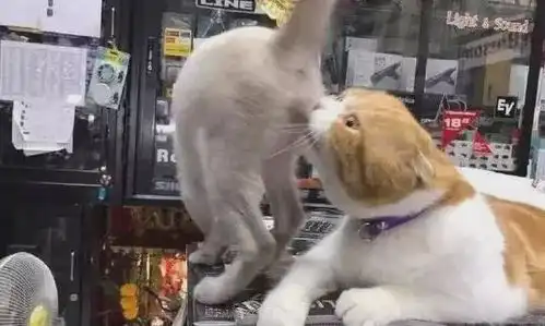 橘猫向小白猫示好,无意间闻到白猫的屁股,下一秒橘猫的表情亮了