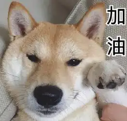 柴犬表情包宝贝它