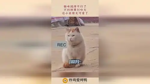 猫咪困得不行了,不料刚要打哈欠,这小表情太可爱了